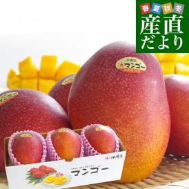 沖縄県より産地直送 JAおきなわ 完熟沖縄マンゴー 秀品 Lサイズ×3玉 合計900g (約300g×3玉) 送料無料 まんごー アップルマンゴー お中元 ギフト from沖縄