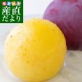山梨県より産地直送 JA南アルプス市 風と太陽のすもも「太陽」約1.5キロ（10から13玉入）送料無料 プラム ぷらむ 李 スモモ