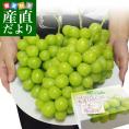 山梨県より産地直送 JAふえふき八代支所 最上級シャインマスカット 葡希 ほまれ 約2キロ（大房3房入）送料無料 葡萄 ぶどう