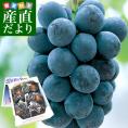 岡山県より産地直送 JAつやま ニューピオーネ 秀品 約2キロ (4房から5房) 露地栽培 葡萄 送料無料 ぶどう ブドウ