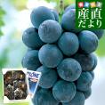 岡山県より産地直送 JA晴れの国岡山 津山支所 ニューピオーネ 優品 約2キロ (4房から5房) 露地栽培 ご家庭用  送料無料  葡萄 ぶどう ブドウ