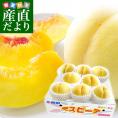 福島県より産地直送 JAふくしま未来 ミスピーチ「黄金桃」 約2キロ（5玉から8玉） 桃 もも 送料無料