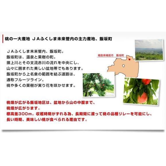 福島県より産地直送 JAふくしま未来 ミスピーチ「黄金桃」 約2キロ（5玉から8玉） 桃 もも 送料無料05