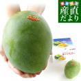 送料無料 沖縄県より産地直送 JAおきなわ キーツマンゴー 約800g 化粧箱 まんごー 送料無料