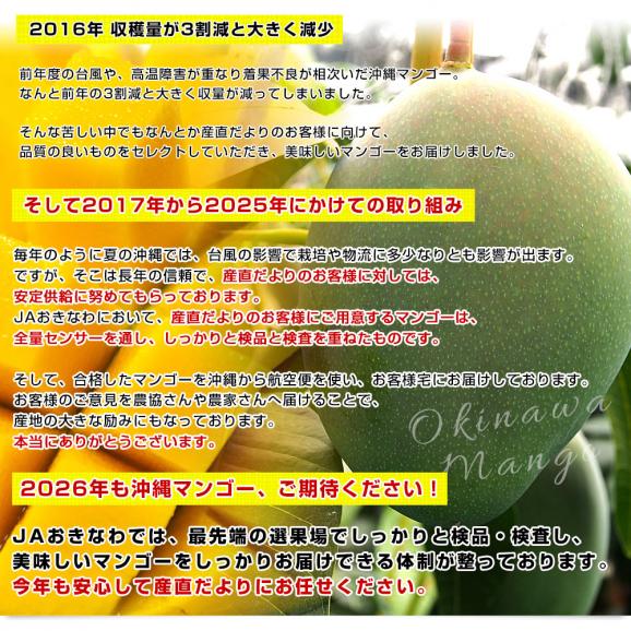 沖縄県より産地直送 JAおきなわ キーツマンゴー 約800g 化粧箱 まんごー 送料無料06