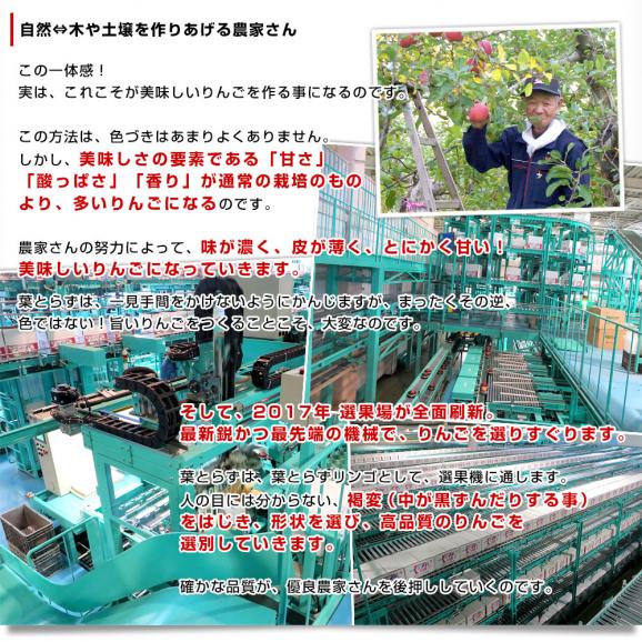 青森県から産地直送 JAつがる弘前 葉とらず太陽ふじりんご 3キロ(8玉から13玉) 糖度13度以上 林檎 リンゴ 送料無料05