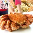 北海道から直送 北海道産 浜ゆで 巨大毛ガニ 姿1尾 1キロ 送料無料 カニ 毛蟹