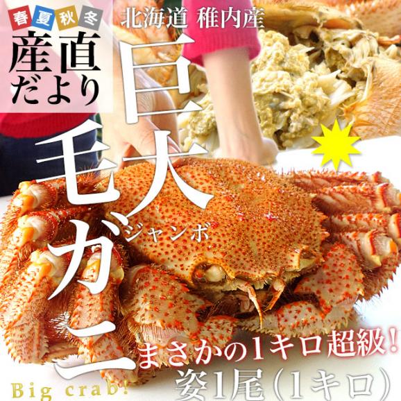 北海道から直送 北海道産 浜ゆで 巨大毛ガニ 姿1尾 1キロ 送料無料 カニ 毛蟹02