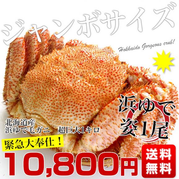 北海道から直送 北海道産 浜ゆで 巨大毛ガニ 姿1尾 1キロ 送料無料 カニ 毛蟹03