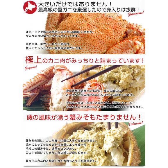 北海道から直送 北海道産 浜ゆで 巨大毛ガニ 姿1尾 1キロ 送料無料 カニ 毛蟹04