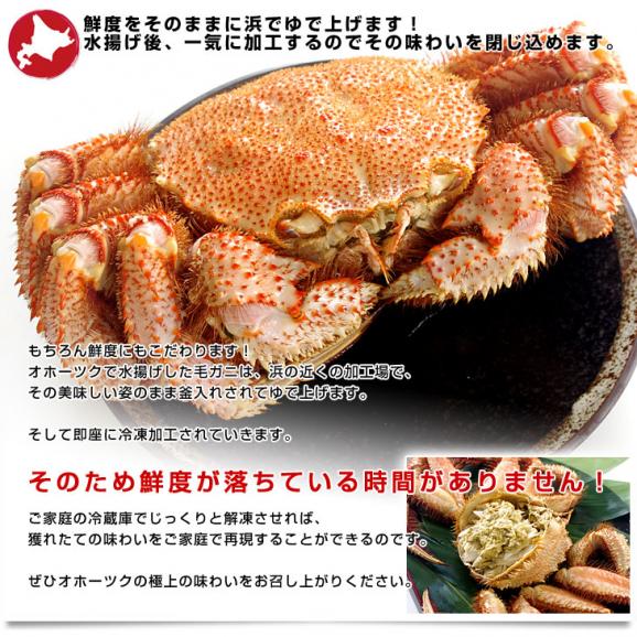 北海道から直送 北海道産 浜ゆで 巨大毛ガニ 姿1尾 1キロ 送料無料 カニ 毛蟹05