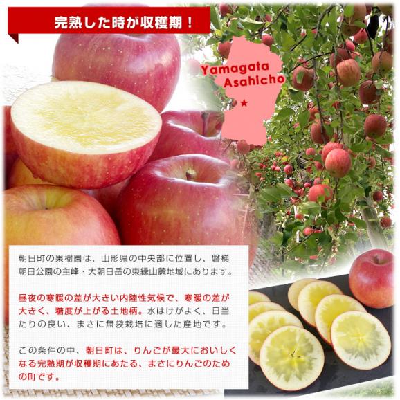 山形県より産地直送 山形朝日町APPLES 蜜入りんご「こうとく」 特秀 2キロ(7玉から12玉) 林檎 送料無料06