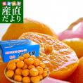 愛媛県より産地直送 JAにしうわ 日の丸みかん ガキ大将 LからMサイズ 5キロ(40玉から50玉) 送料無料   蜜柑 ミカン