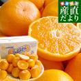 静岡県より産地直送 JAみっかび 三ケ日みかん (早生品種) 大玉2Lサイズ 3.5キロ 送料無料 三ヶ日 みつかび ミカン 温州みかん