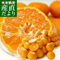 静岡県より産地直送 JAみっかび 三ケ日みかん (青島種) 3Lサイズ 8キロ原体箱 (40玉から45玉前後) 送料無料 ミカン 蜜柑 三ヶ日 温州みかん