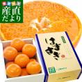 佐賀県より産地直送 JAからつ はまさき 秀品 LからSサイズ 約2.5キロ (12から18玉前後) 送料無料 唐津 浜崎