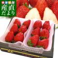 栃木県より産地直送 JAおやま スカイベリー 約280g×2P(6粒から12粒×2P) 送料無料 いちご イチゴ 苺  ※クール便発送