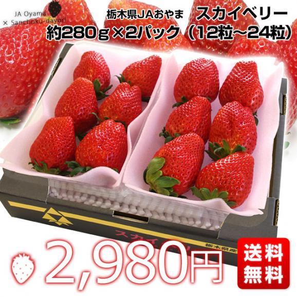 栃木県より産地直送 JAおやま スカイベリー 約280g×2P(6粒から12粒×2P) 送料無料 いちご イチゴ 苺  ※クール便発送03