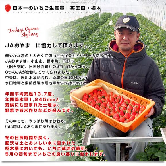 栃木県より産地直送 JAおやま スカイベリー 約280g×2P(6粒から12粒×2P) 送料無料 いちご イチゴ 苺  ※クール便発送05