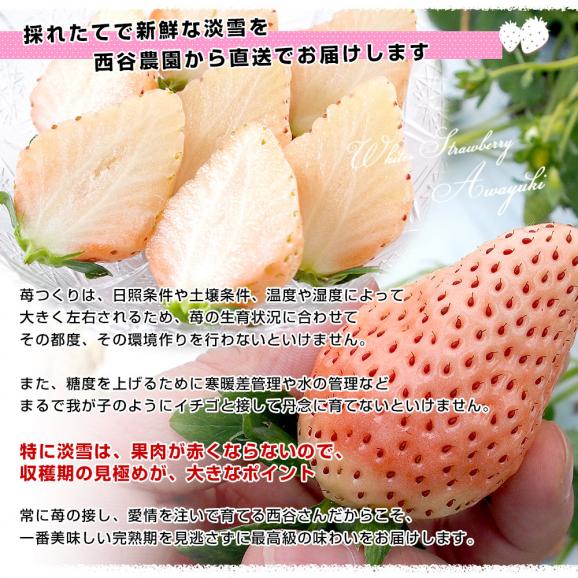 熊本県より産地直送　西谷農園の白いちご 淡雪（あわゆき）　約400g（9粒から15粒）化粧箱入り 苺 イチゴ 送料無料06