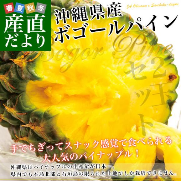 沖縄県より産地直送 JAおきなわ 沖縄県産 ボゴールパイン 2玉セット 合計2.4キロ前後 (1.2キロ×2玉) 送料無料 沖縄パイン パイナップル パインアップル いしがきじま02