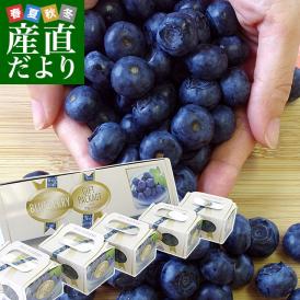 岩手県より産地直送 JAいわて中央 ブルーベリー Lサイズ750g（150g×5P） 送料無料 ぶるーべりー ※クール便