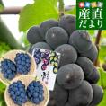 岡山県より産地直送　JA晴れの国岡山 津山支所 オーロラブラック 優品以上 約2キロ(3房から5房) 送料無料 黒葡萄 葡萄　ぶどう ブドウ　夏ギフトクール便