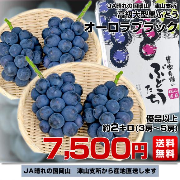 岡山県より産地直送　JA晴れの国岡山 津山支所 オーロラブラック 優品以上 約2キロ(3房から5房) 送料無料 黒葡萄 葡萄　ぶどう ブドウ　クール便03