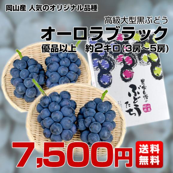 岡山県より産地直送 JA晴れの国岡山 津山支所 オーロラブラック 優品以上 約2キロ（3房から5房）送料無料 黒葡萄 葡萄 ぶどう ブドウ クール便03