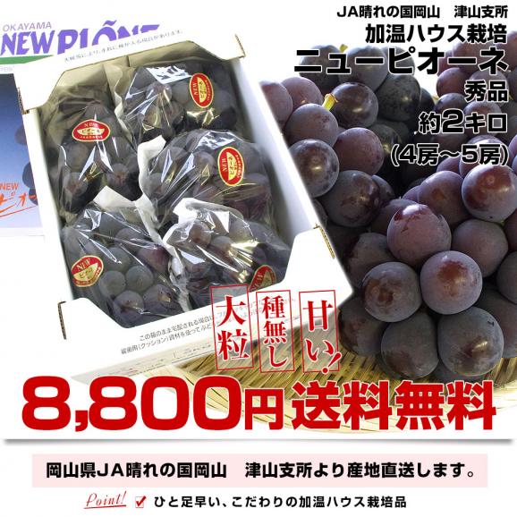 岡山県より産地直送　JA晴れの国岡山 津山支所 加温ハウス ニューピオーネ 秀品 2キロ(4房から5房) 葡萄 ぶどう ブドウ03