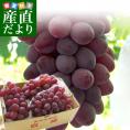 送料無料 長野県より産地直送 JA中野市 サニールージュ 1.2キロ (2房から4房) ぶどう 葡萄 ※クール便