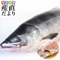 北海道から直送 北海道産 時鮭（トキシラズ）＜半身フィーレ：甘塩＞　900g前後　送料無料　ときさけ　シャケ