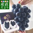 山梨県より産地直送 JAフルーツ山梨 菱山支所 ひしやまのブラックビート 最高級等級：心づくし 約1.3キロ(650g×2房) 送料無料 ※クール便