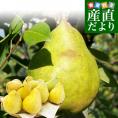 岩手県より産地直送 JAいわて中央 洋梨 マルゲリット・マリーラ 5キロ（10玉から16玉） なし ナシ 送料無料