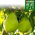 岩手県より産地直送 JAいわて中央 洋梨 バラード 5キロ（10玉から16玉） なし ナシ 送料無料