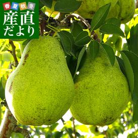 岩手県より産地直送 JAいわて中央 洋梨 バラード 5キロ(10 玉から16玉) なし ナシ 送料無料