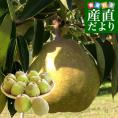 岩手県より産地直送 JAいわて中央 洋梨 ラフランス 5キロ(12 玉から18玉) なし ナシ 送料無料