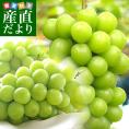 岡山県より産地直送 JA晴れの国岡山 津山支所 シャインマスカット 晴王（はれおう） 秀品 2キロ(3房から5房) ブドウ 葡萄 ぶどう 送料無料