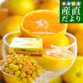 和歌山県より産地直送 JAありだ ゆら早生みかん 5キロ SからSSサイズ 蜜柑 ミカン 送料無料