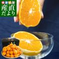 愛媛県産 JAにしうわ 三瓶共撰 プレミアム西宇和みかん しずる(雫琉) LからSサイズ 5キロ(40玉から60玉) 送料無料 蜜柑 ミカン 御歳暮 お歳暮 ギフト