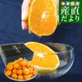 愛媛県より産地直送 JAにしうわ 西宇和プレミアムみかん「媛美月」 LからSサイズ 5キロ(40玉から60玉) 送料無料 蜜柑 ミカン ひめみづき