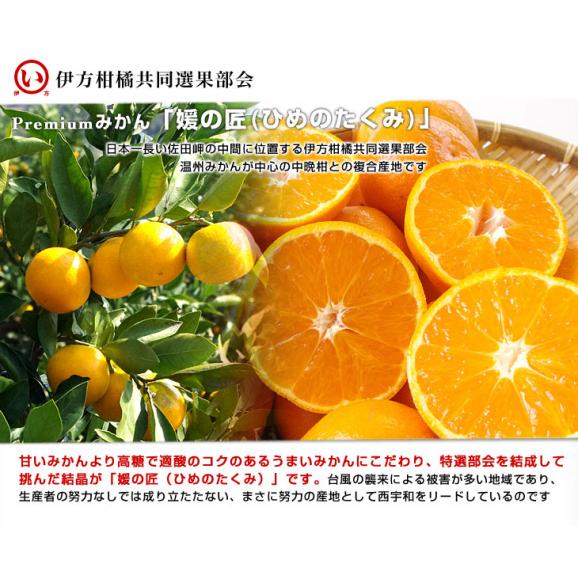 愛媛県より産地直送 JAにしうわ 伊方共撰 西宇和みかん 最高等級：媛の匠(ひめのたくみ) LからSサイズ 約5キロ(40玉から60玉) 送料無料 御歳暮 お歳暮 ギフト04