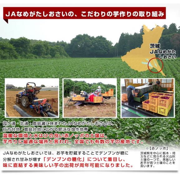 茨城県より産地直送 JAなめがたしおさい さつまいも「紅優甘 (べにゆうか)」 Sサイズ 5キロ(25本から30本) 送料無料 さつま芋 サツマイモ 薩摩芋05