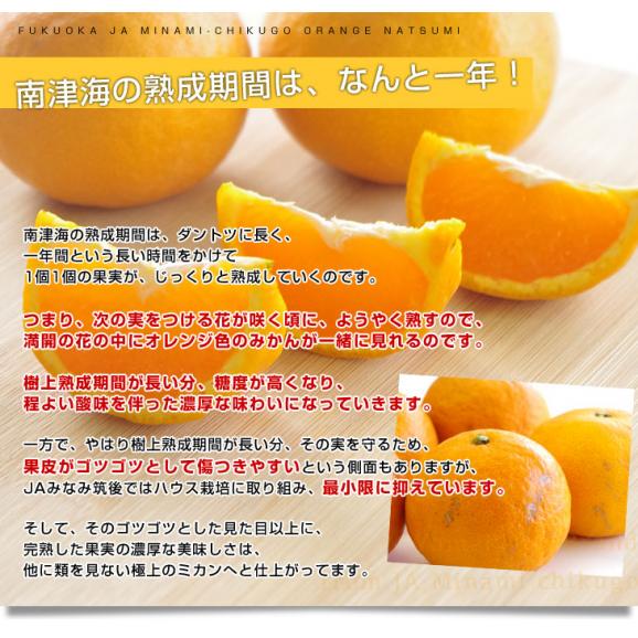 福岡県より産地直送 JAみなみ筑後 南津海（なつみ） 秀品 LからSサイズ 約5キロ 柑橘 オレンジ 06