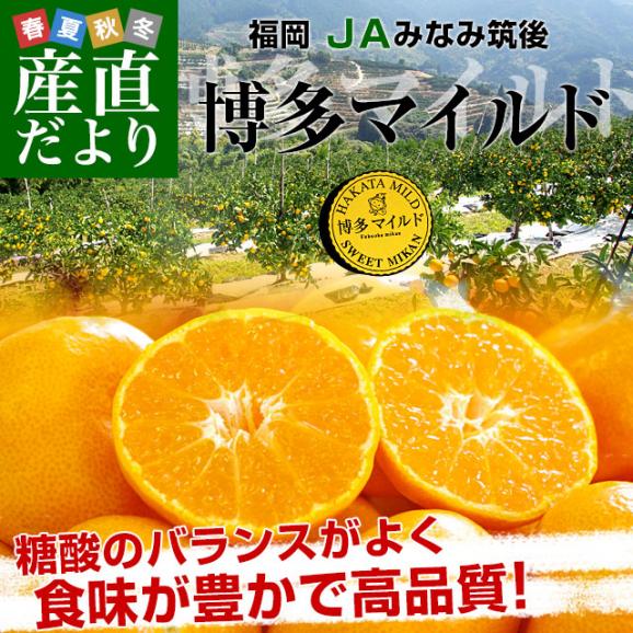 福岡県より産地直送 JAみなみ筑後 博多マイルド SSサイズ 約5キロ（80玉前後）送料無料 蜜柑 みかん02