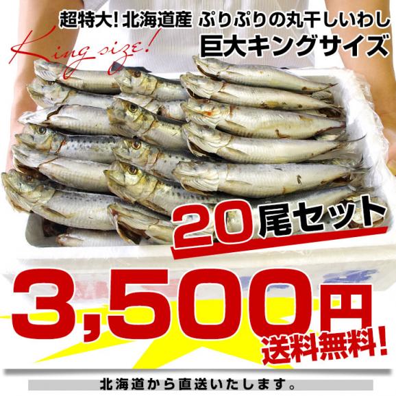 送料無料　北海道産　超特大いわし丸干し　巨大キングサイズ　20尾セット　2キロ　（1尾100g以上&times;20尾）03