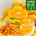 和歌山県より産地直送 JAありだ 有田みかん 糖度12度以上 特秀品「AQ一番」 LからMサイズ 5キロ(40玉から50玉) 送料無料 蜜柑 ミカン お歳暮 御歳暮