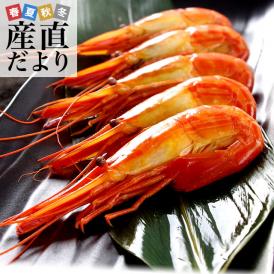 北海道　釧路町昆布森産　浜ゆで「北海しまえび」ボイル　Sサイズ　約500g　シマエビ エビ 海老