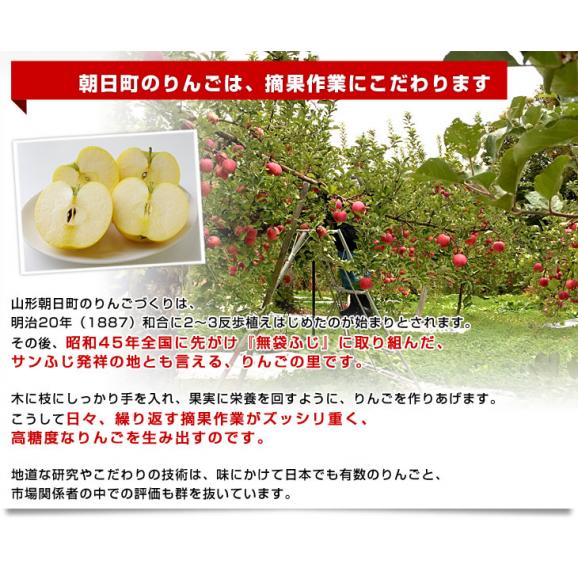 山形県より産地直送 朝日町アップルズ はるか 秀品 2キロ(5玉から8玉) 送料無料 林檎 りんご リンゴ05