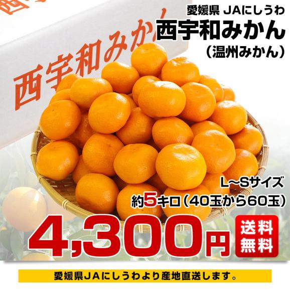 愛媛県より産地直送 JAにしうわ 西宇和みかん LからSサイズ 5キロ (約40から60玉) 送料無料 ミカン 蜜柑03